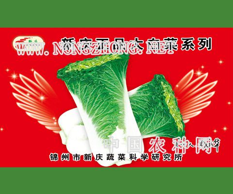 新庆正品大白菜系列